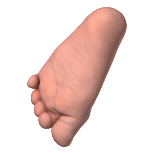 A realistic 3D model of a human foot, showing the sole and toes.
