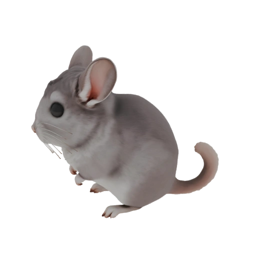 Modèle 3D de chinchilla