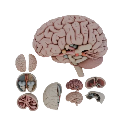 Healthy Brain High Poly 3D model, close-up studio render, showing soft tissue colors, organ silhouette.