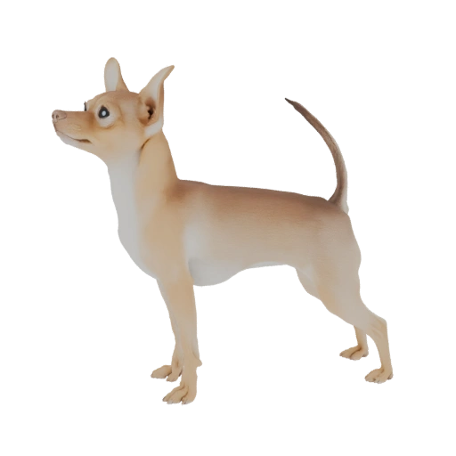 Chihuahua Dog 3D Model