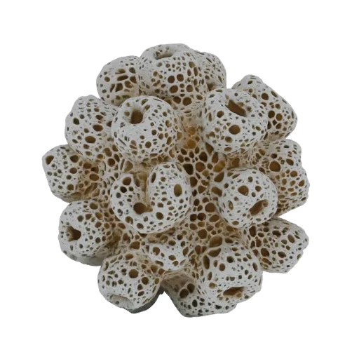 3D model of a complex, white, porous coral structure with many small holes and organic, rounded shapes.