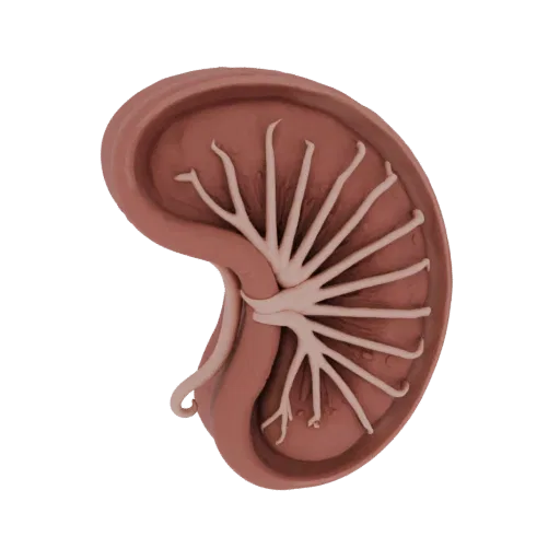 3D model of gallbladder with clearly visible bile ducts, demonstrating the organ's internal anatomy.
