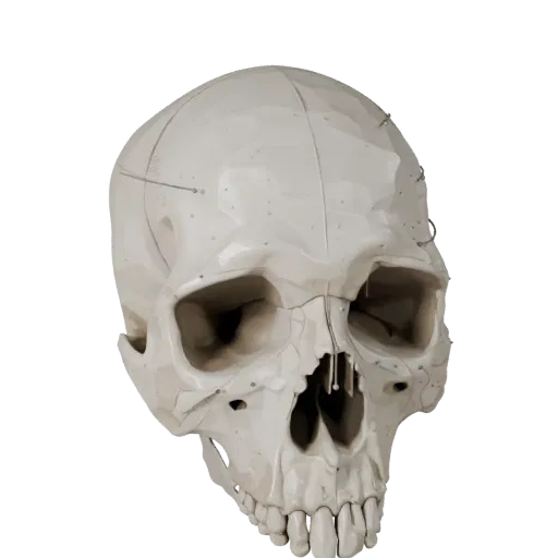 Skull Stylized 3D model, stylized isometric render, showing bone surfaces, skeletal landmarks.