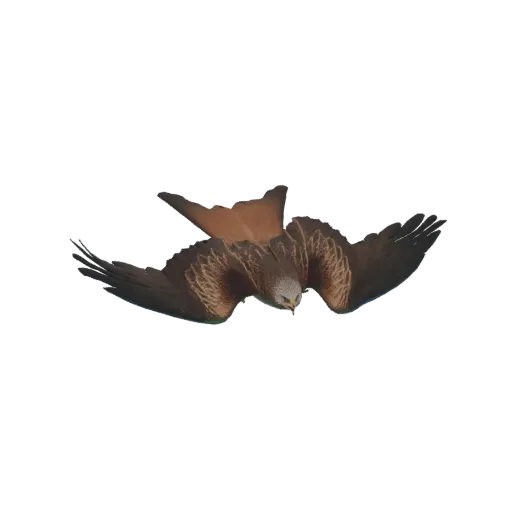 3D model of a brown kite bird in mid-flight, wings spread wide, head tilted downwards, against a white background.