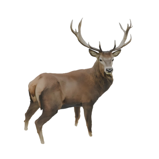 Majestic Stag 3D Model