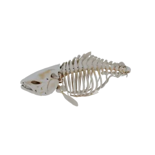 3D-Modell Lachs Skelett, Seitenansicht, zeigt Schädel, Wirbelsäule und Rippen
