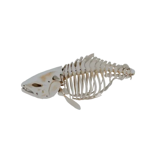 Salmon skeleton 3D model, side view showing skull, spine, and fins
