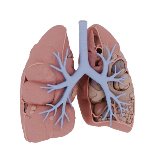 Vascular Lung High Poly 3D model, close-up studio render, showing soft tissue colors, organ silhouette.