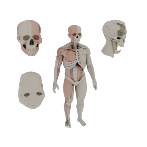 Sectioned Torso Anatomy Kit Printable 3D model, isometric STL render, showing neutral educational colors, form detail.