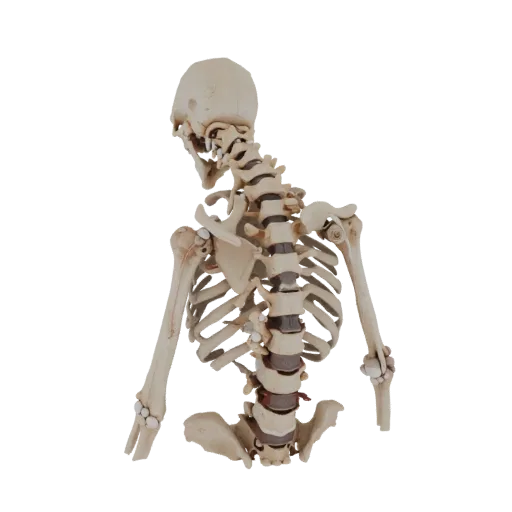 Modello 3D colonna vertebrale completa, vista di profilo, rendering tecnico, che mostra superfici ossee, dettagli della forma.