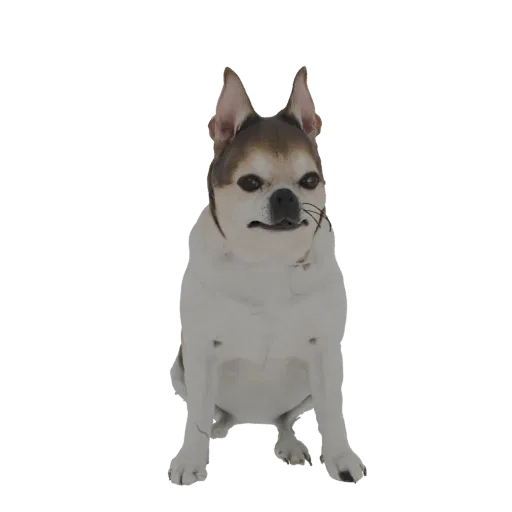 3D model render of a Chihuahua dog sitting attentively, with large ears and a curious expression, on a white background.