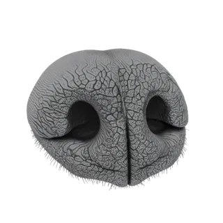 Primo piano renderizzato in 3D del naso di un cane grigio, che mostra dettagliata texture della pelle e due narici scure.