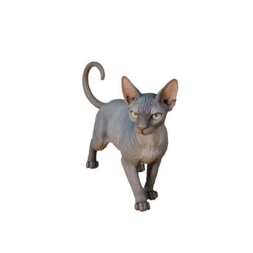 Sphynx Cat 3D Model for Unity - Game Ready Asset, FBX | Royalty-Free