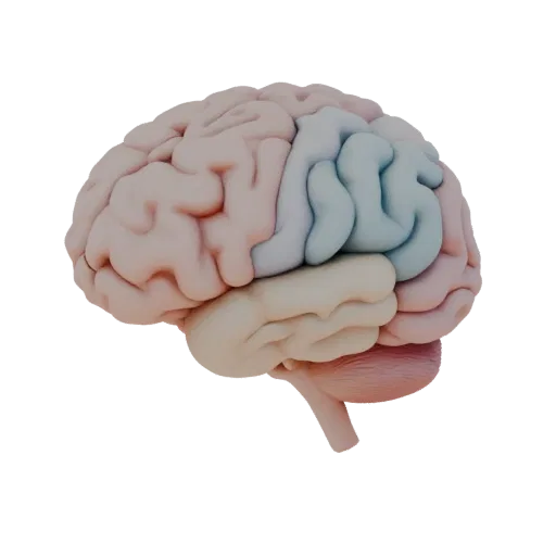 Teaching Brain 3D model, side profile view, technical viewport render, showing soft tissue colors, organ silhouette.