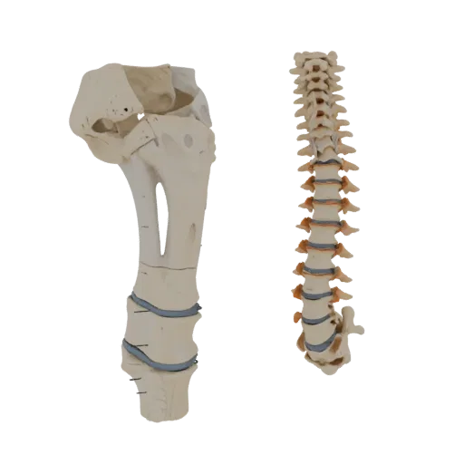 Joint Spine Column Education 3D model, three-quarter training render, showing bone surfaces, skeletal landmarks.
