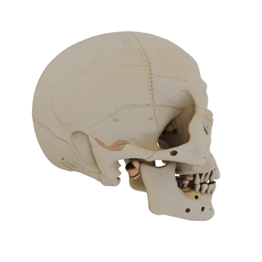 Spine Skull 3D model, side profile view, technical viewport render, showing bone surfaces, skeletal landmarks.