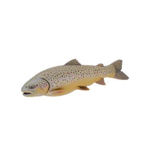 A realistic 3D model of a Brown Trout fish, viewed from the side, showcasing its spotted pattern and fins.