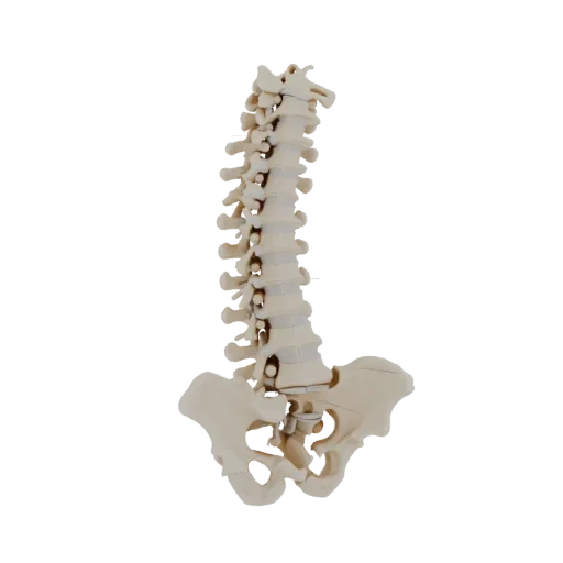 Joint Spine Column Printable 3D model, isometric STL render, showing bone surfaces, skeletal landmarks.