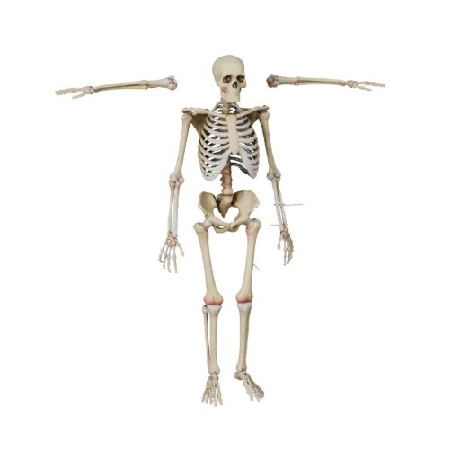 Modello 3D stilizzato Scheletro Articolato, rendering isometrico stilizzato, che mostra superfici ossee, punti di riferimento