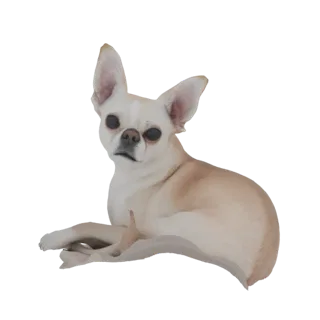 A 3D model of a light fawn Chihuahua dog lying down with its head slightly tilted, looking towards the viewer.