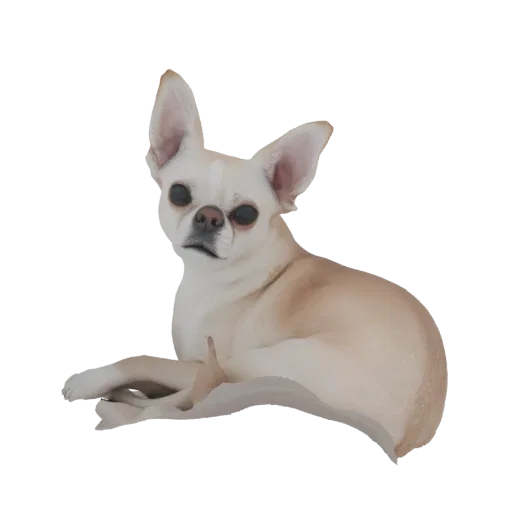 A 3D model of a light fawn Chihuahua dog lying down with its head slightly tilted, looking towards the viewer.