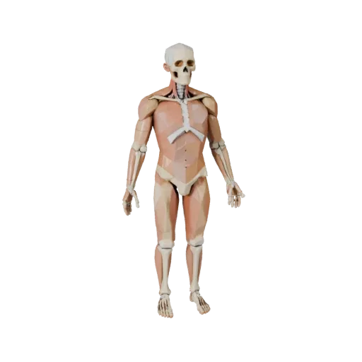 Human Joint Anatomy Kit 3D model, game viewport three-quarter view, showing neutral educational colors, form detail.