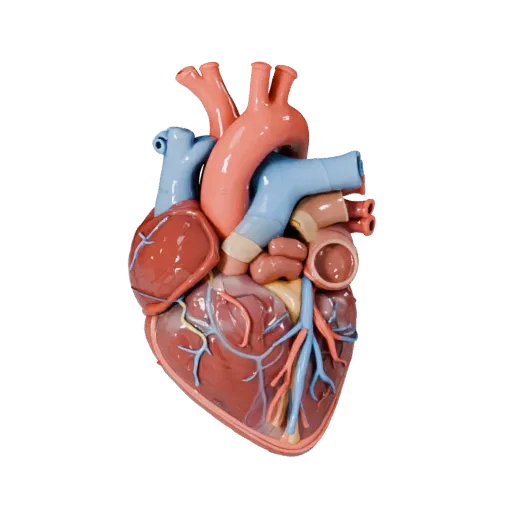 Cutaway Heart Stylized 3D model, stylized isometric render, showing soft tissue colors, organ silhouette.