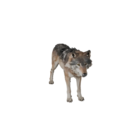 Modèle 3D réaliste de loup gris - Asset PBR riggé pour jeux | PBR