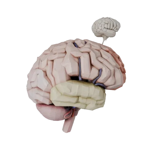 Healthy Brain Low Poly 3D model, game viewport three-quarter view, showing soft tissue colors, organ silhouette.