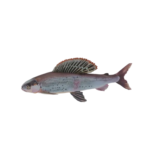 3D model of a Verkhneamursky Grayling fish, showcasing its detailed scales, fins, and natural coloration against a black background.