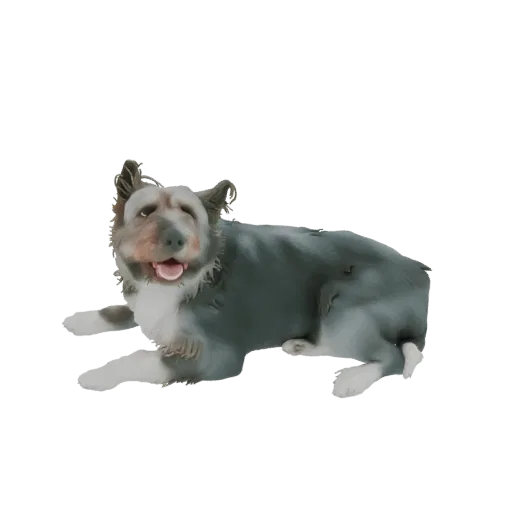 3D model of a Border Collie dog lying down with its tongue slightly out, looking towards the viewer.