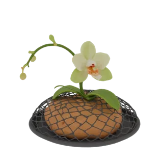 Modèle 3D d'une orchidée vert clair avec un centre corail, posée sur un support en maille ovale noir.