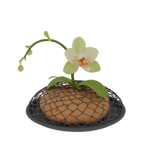Modello 3D di orchidea verde chiaro con centro corallo, posizionata su un supporto a rete nero di forma ovale.