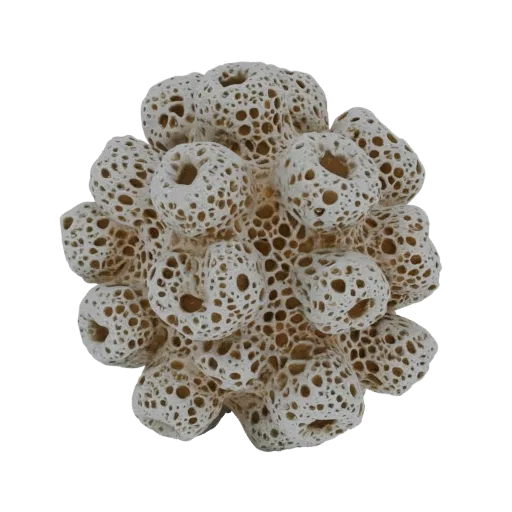 A detailed 3D model of a white, porous coral cluster with many interconnected holes and organic shapes, set against a black b