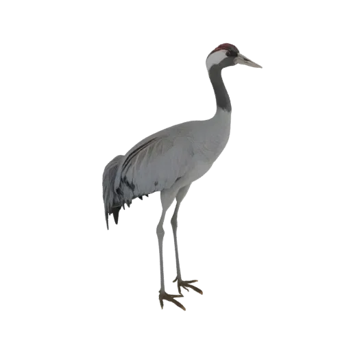 A realistic 3D model of a Common Crane standing gracefully, showcasing its grey plumage and red-crowned head.