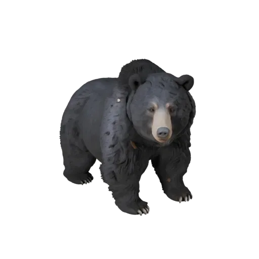Black Bear 3D Model for Unity - Game Ready Asset, FBX | Royalty-Free