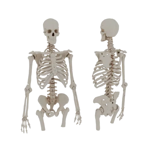 Spine Skeleton Printable 3D model, isometric STL render, showing bone surfaces, skeletal landmarks.