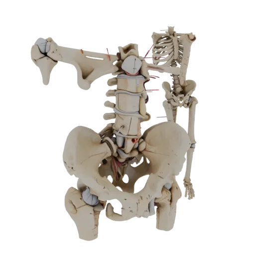 Spine Skeleton High Poly 3D model, close-up studio render, showing bone surfaces, skeletal landmarks.