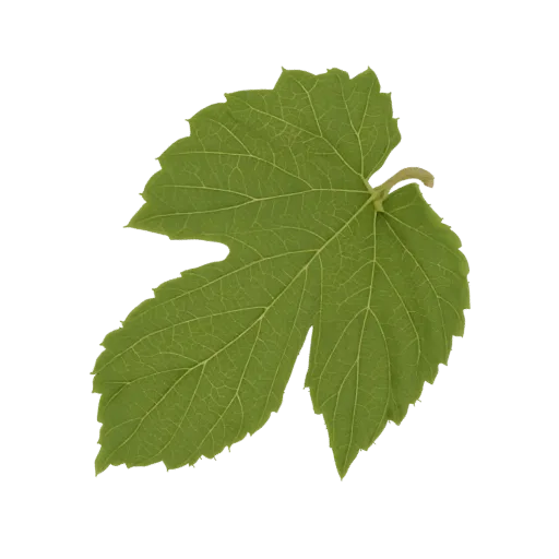 A detailed 3D model of a single, vibrant green hops leaf with visible veins and serrated edges, isolated on a white backgroun