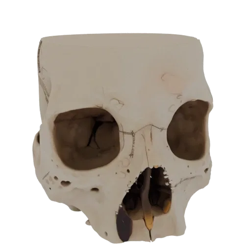 Skull Skeleton High Poly 3D model, close-up studio render, showing bone surfaces, skeletal landmarks.