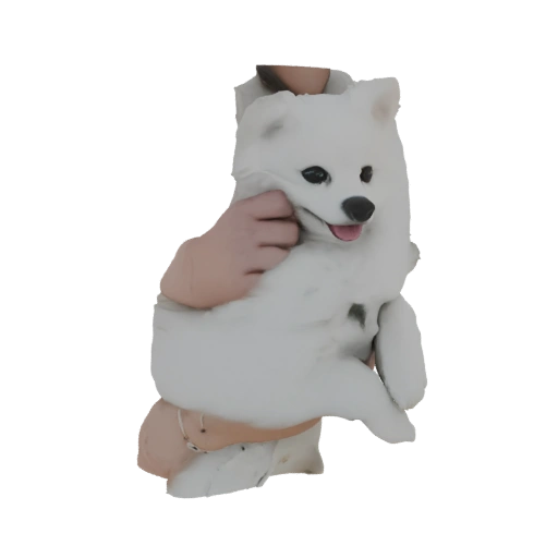 Fluffy White Dog