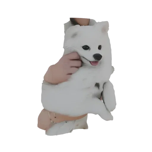 3D-Modell eines flauschigen weißen Hundes mit dunklen Augen und rosa Zunge, der in den Armen einer Person sitzt.