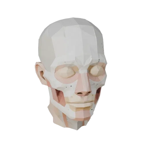 Sectioned Head Anatomy Kit 3D model, game viewport three-quarter view, showing neutral educational colors, form detail.