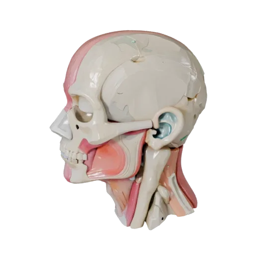 Sectioned Head Anatomy Kit 3D model, stylized isometric render, showing neutral educational colors, form detail.