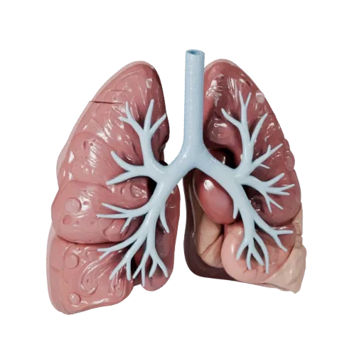 Cutaway Lung Stylized 3D model, stylized isometric render, showing soft tissue colors, organ silhouette.