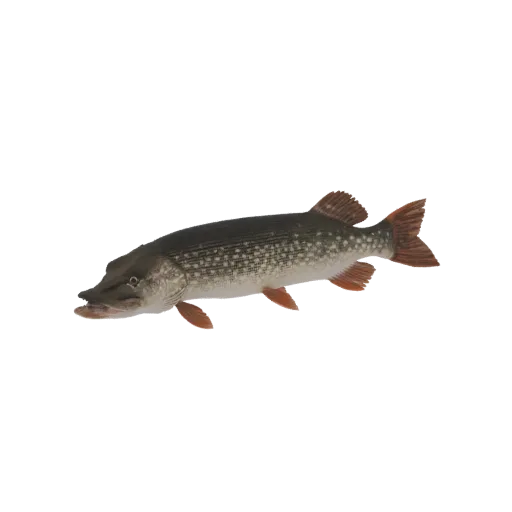 3D model of a Northern Pike fish, showing its elongated body, sharp jaws, and spotted pattern, against a white background.