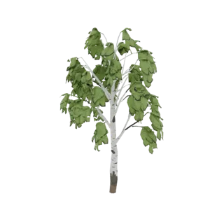 A 3D model of a stylized birch tree with white bark and green leaves, presented on a white background.