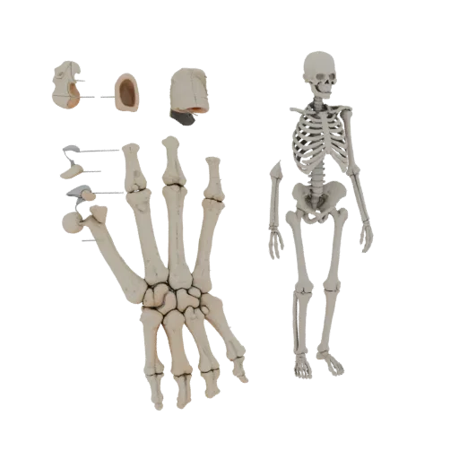 Full Body Hand Bones Education 3D model, three-quarter training render, showing bone surfaces, skeletal landmarks.