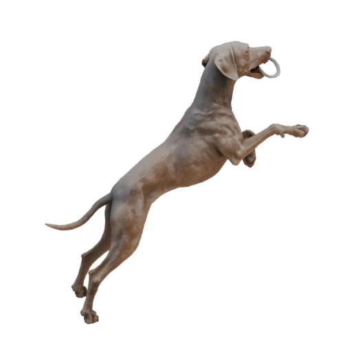 Weimaraner dog figurine jumping for a ring