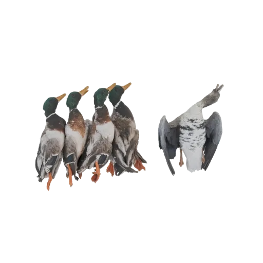 A 3D model render of five mallard duck decoys, four grouped together looking up, and one separate with wings spread.